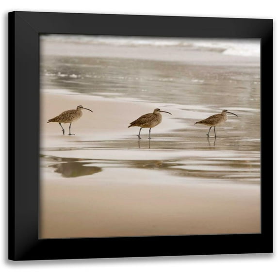 Delimont, Danita 12x12 Black Modern Framed Museum Art Print Titled - Shore Birds II