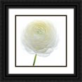 thumbnail image 1 of Delimont, Danita 12x12 Black Ornate Wood Framed with Double Matting Museum Art Print Titled - White Beauty IV, 1 of 4