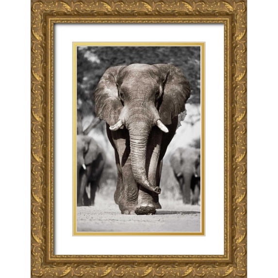 Delimont, Danita 13x18 Gold Ornate Wood Framed with Double Matting Museum Art Print Titled - Botswana Patriarch