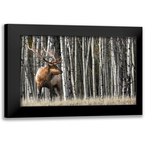 Delimont, Danita 14x11 Black Modern Framed Museum Art Print Titled - Rocky Mountain Moment