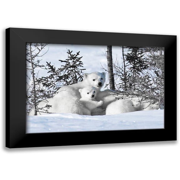 Delimont, Danita 14x11 Black Modern Framed Museum Art Print Titled - Winter Cubs
