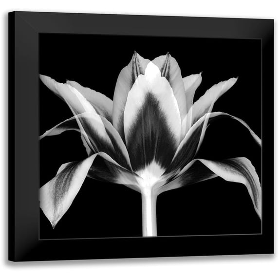 Delimont, Danita 15x15 Black Modern Framed Museum Art Print Titled - Elegant Tulip