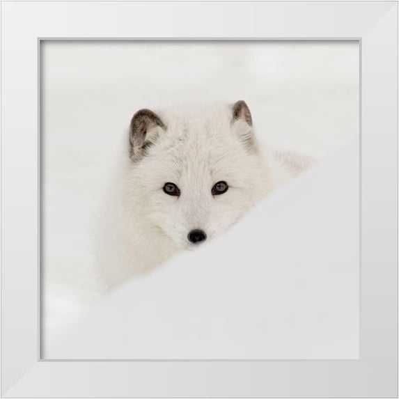 Delimont, Danita 20x20 White Modern Wood Framed Museum Art Print Titled - Arctic Fox