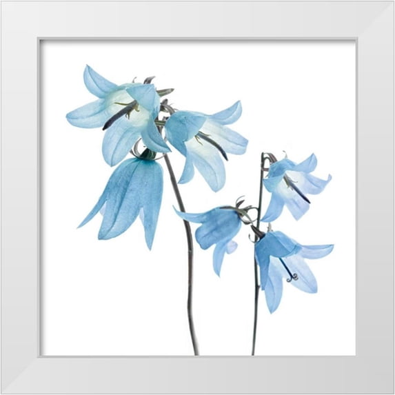 Delimont, Danita 20x20 White Modern Wood Framed Museum Art Print Titled - Gorgeous Blue IV