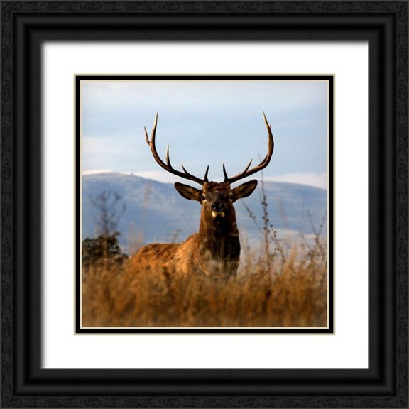 Delimont, Danita 26x26 Black Ornate Wood Framed with Double Matting Museum Art Print Titled - Big Elk Charlo