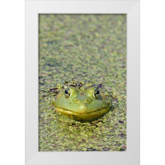 Delisle, Gilles 10x14 White Modern Wood Framed Museum Art Print Titled - Canada, Boucherville Green frog in duckweed