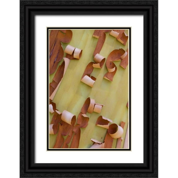 Delisle, Gilles 11x14 Black Ornate Wood Framed with Double Matting Museum Art Print Titled - WA, Port Townsend Pacific madrone bark detail