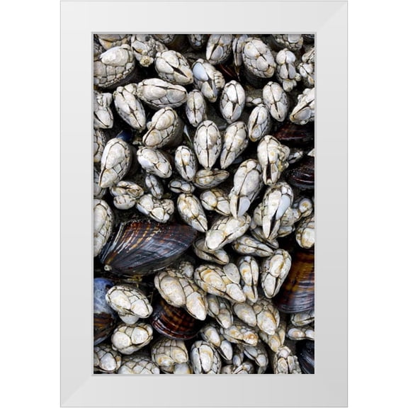 Delisle, Gilles 11x14 White Modern Wood Framed Museum Art Print Titled - WA, Olympic NP Gooseneck barnacles and clams