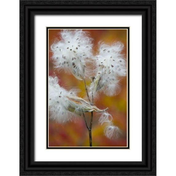 Delisle, Gilles 17x24 Black Ornate Wood Framed with Double Matting Museum Art Print Titled - Canada, Quebec, Milkweed releasing seeds
