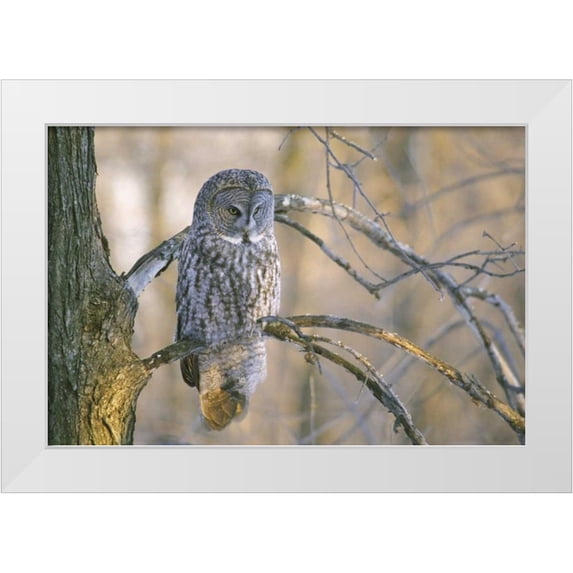 Delisle, Gilles 18x13 White Modern Wood Framed Museum Art Print Titled - Canada, Quebec Great gray owl at sunset