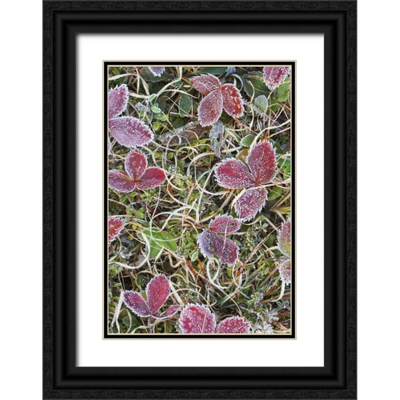 Delisle, Gilles 18x24 Black Ornate Wood Framed with Double Matting Museum Art Print Titled - Canada, Quebec Frost-covered strawberry leaves