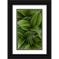 thumbnail image 1 of Delisle, Gilles 21x32 Black Ornate Wood Framed with Double Matting Museum Art Print Titled - Canada, Quebec, Yamaska NP Green false hellebore, 1 of 4