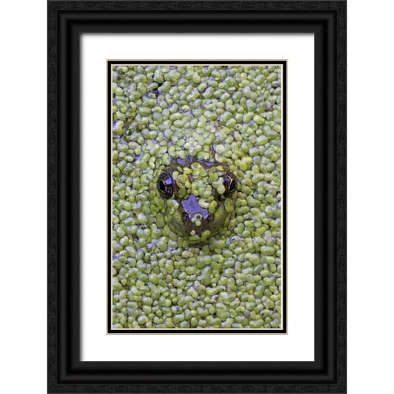 Delisle, Gilles 22x32 Black Ornate Wood Framed with Double Matting Museum Art Print Titled - Canada, Quebec Green frog in duckweed water