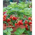 thumbnail image 1 of Delizz Strawberry - 2.5" Pot - Fragaria - Early Fruiting & Everbearing, 1 of 3