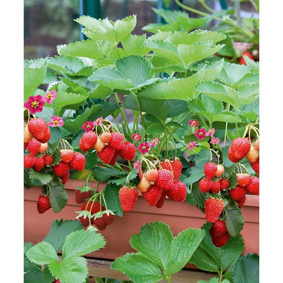 Delizz Strawberry - 2.5" Pot - Fragaria - Early Fruiting & Everbearing