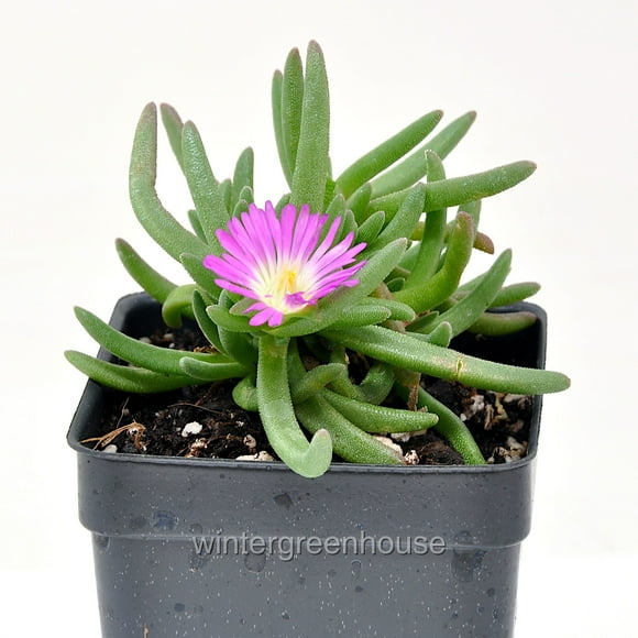 Delosperma Cooperi Delmara Pink, Ice Plant - Pot Size: 3" (2.6x3.5") - Alpine Plants, Flowering Plants
