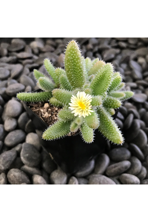 Delosperma Echinatum - Pickle Plant Succulent Plant 2 Inch for Indoor Outdoor Home Office Garden Decor
