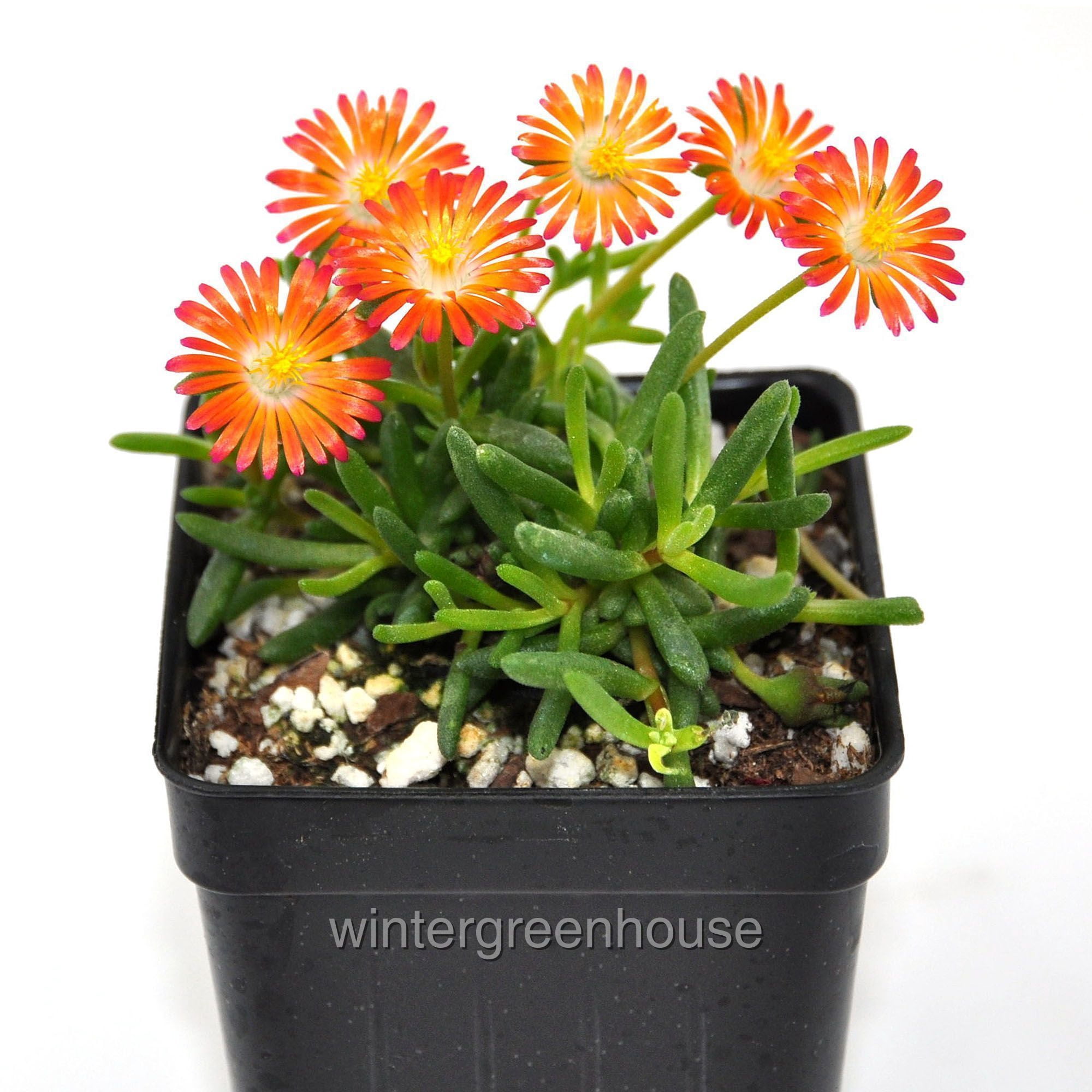 Delosperma HotCakes, Pumpkin Perfect Winter Outdoor Ice Plant in 3-inch