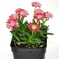 thumbnail image 1 of Delosperma HotCakes, Saucy Strawberry, Ice Plant - Pot Size: 3in (2.6x3.5in) - Succulents, 1 of 5