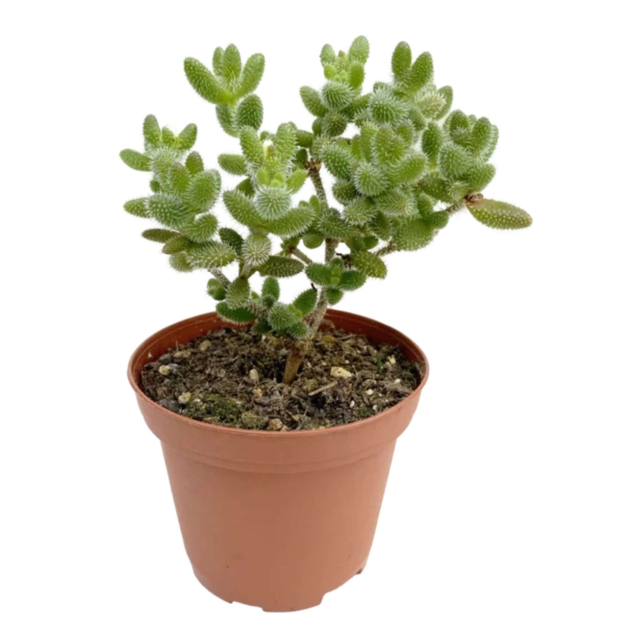 Delosperma echinatum Pickle Plant Live Plant for Indoor | Different Houseplants in 3'' Pot | Real House Plant for Living Room, Office, Desk & Bathroom | Pickle Plant