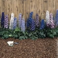 thumbnail image 1 of Delphinium Elatum Magic Fountains Crystal Flower Seed Mix - 200 Seeds, 1 of 3