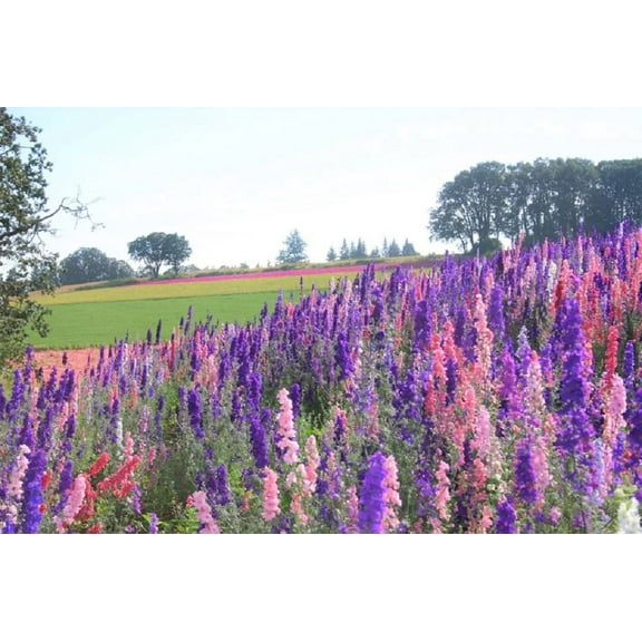 Delphinium Larkspur Seed, 200+ Seeds, Giant Imperial Mix, Striking Mixed Colors
