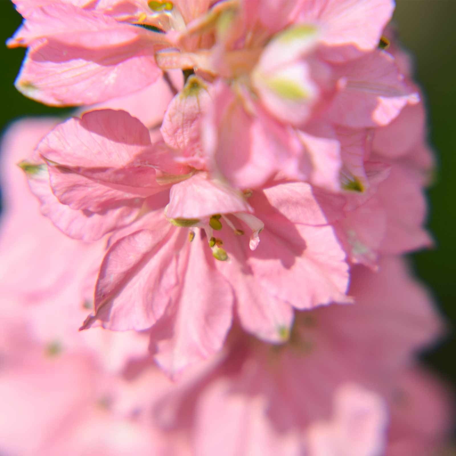 Delphinium Magic Fountain Series Flower Seeds - Cherry Blossom - 1000 Seeds - Perennial Flower Garden Seeds - Delphinium elatum