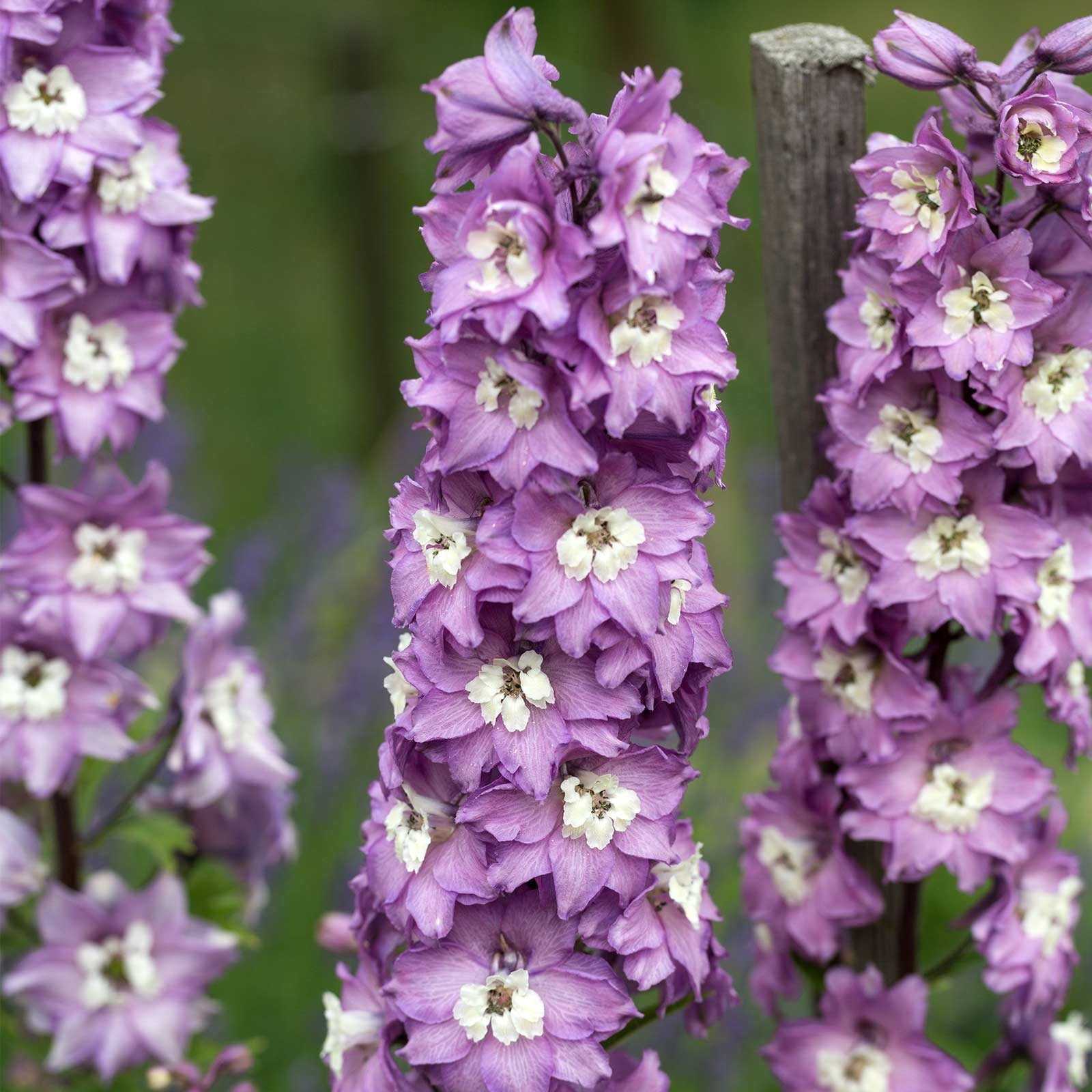 Delphinium Magic Fountain Series Flower Seeds - Lilac Pink - 1000 Seeds - Perennial Flower Garden Seeds - Delphinium elatum