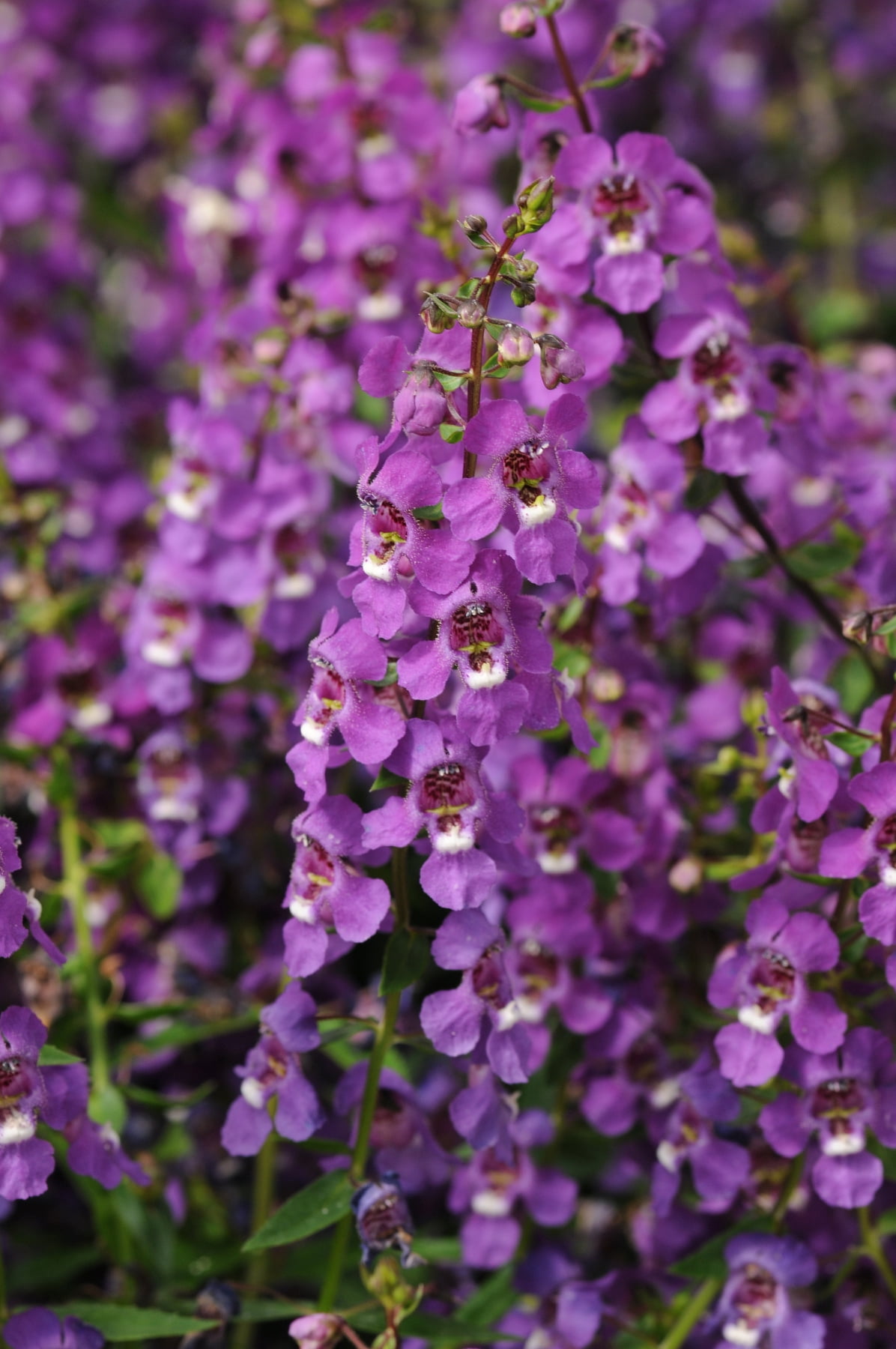 Delray Plants - Angelonia - Fresh From the Farm - Purple - 4 pack