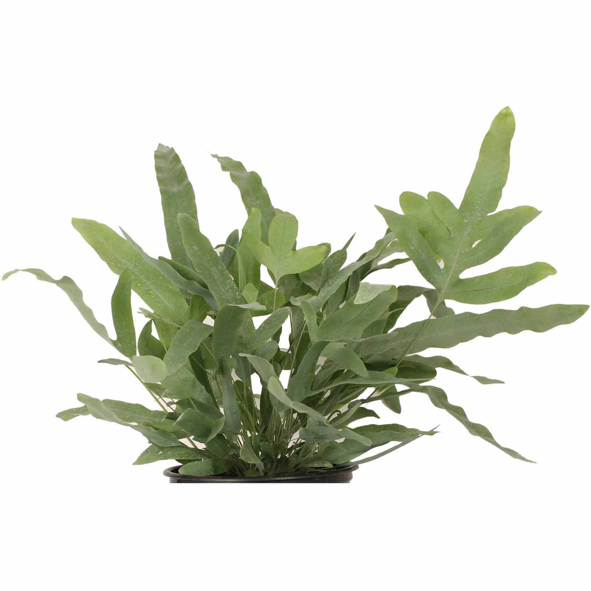 Delray Plants Blue Star Fern in 6" Pot