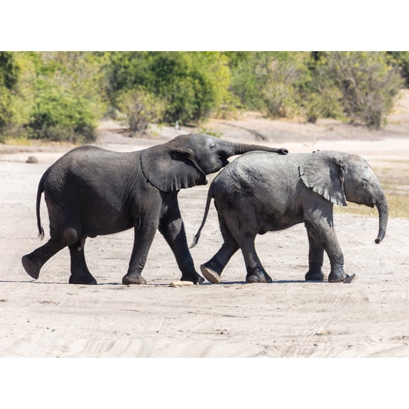 Delso Baby African Bush Elephants Botswana Animal Photo Extra Large XL Wall Art Poster Print