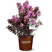 Southern Living Delta Eclipse Crapemyrtle Live Shrub in 2-Gallon Grower Pot