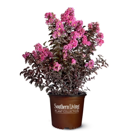Southern Living Delta Fusion Crapemyrtle Live Shrub in 2-Gallon Grower Pot