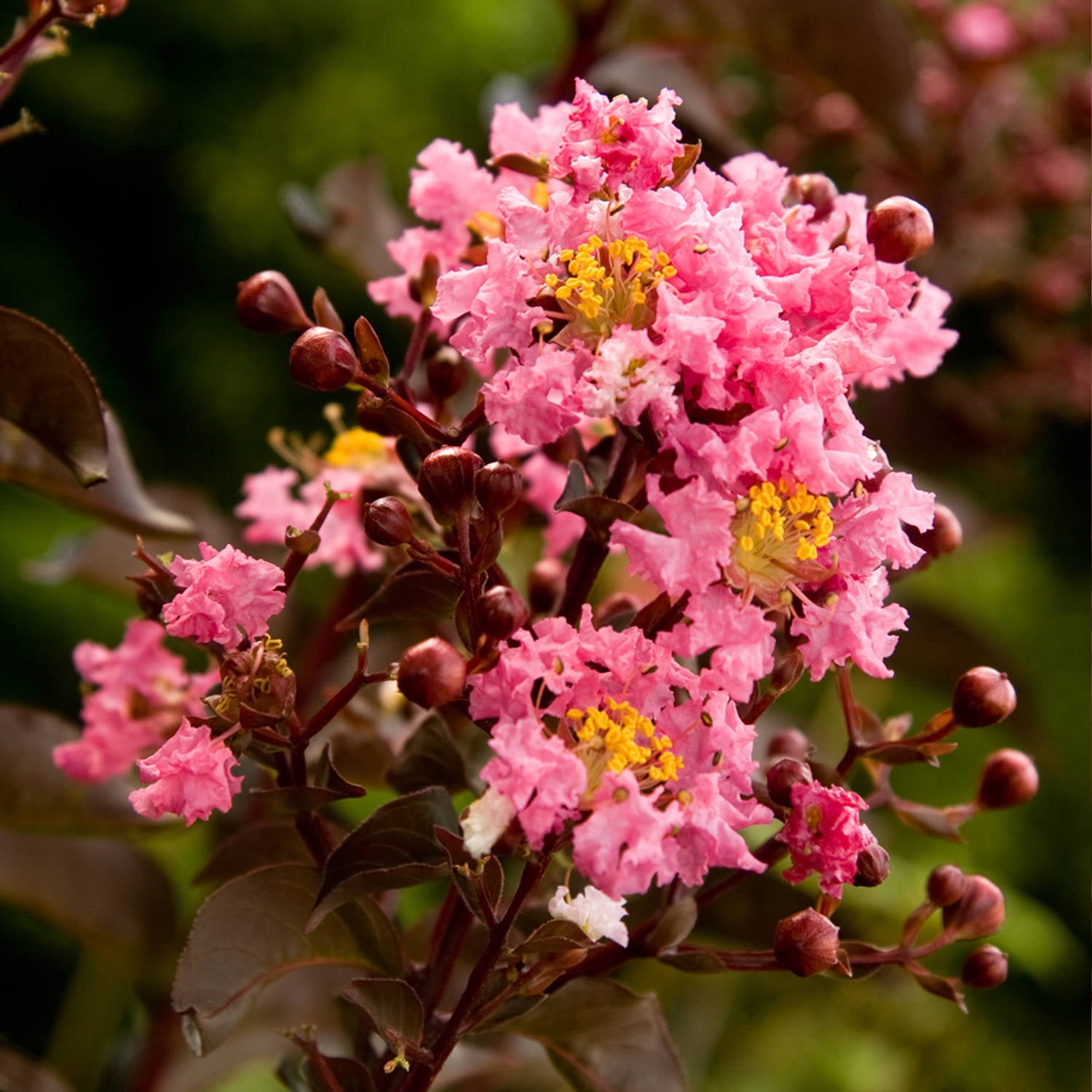 Southern Living Delta Jazz Crapemyrtle Live Shrub in 2-Gallon Grower Pot