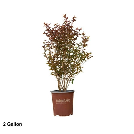 Southern Living Delta Moonlight Crapemyrtle Live Shrub in 2-Gallon Grower Pot