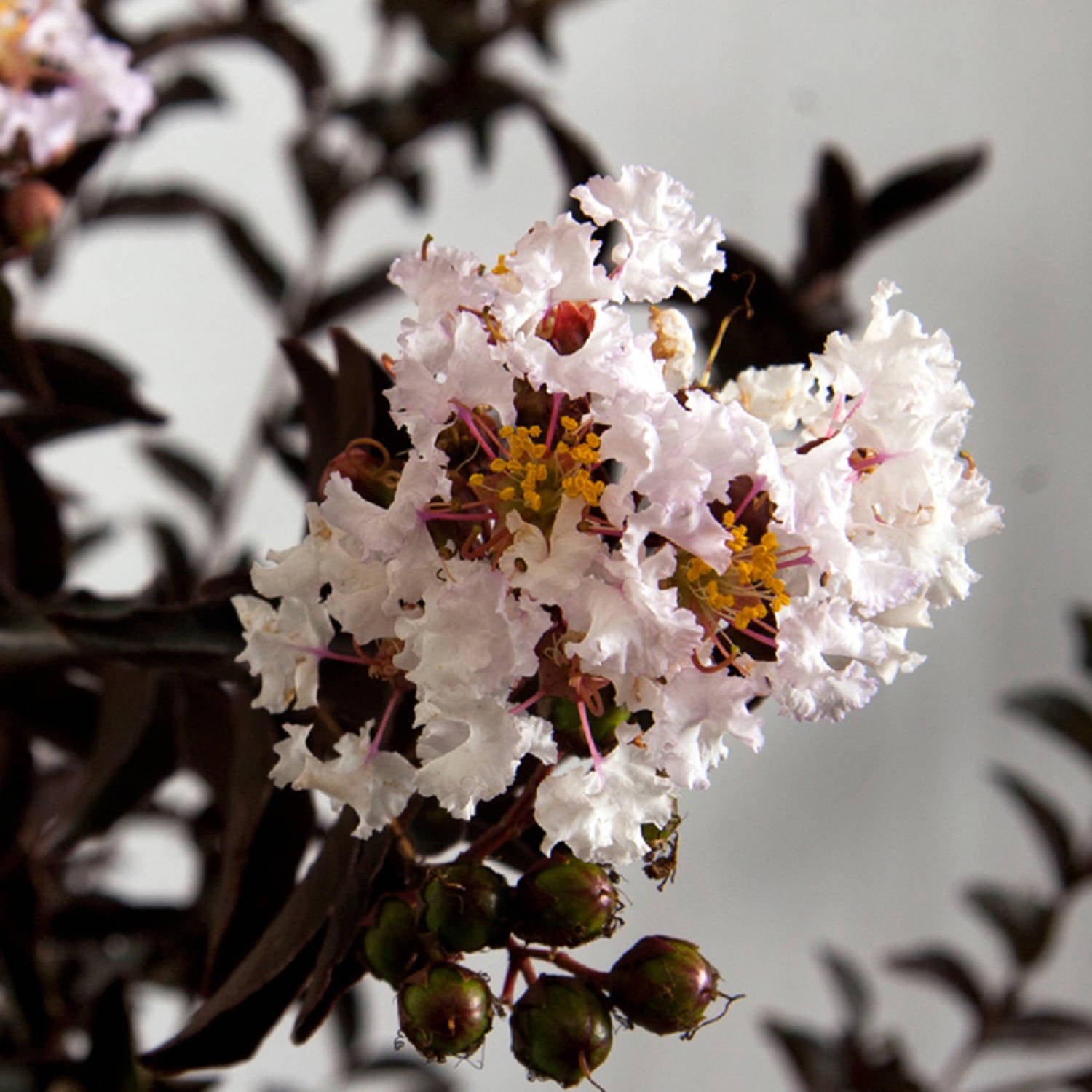 Southern Living Delta Moonlight Crapemyrtle Live Shrub in 7-Gallon Grower Pot