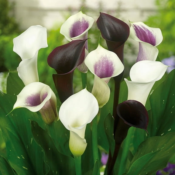 Deluxe Exclusive Calla Combo - 3 Lily Bulbs per Pack - Attracts Butterflies and Hummingbirds - Deer Resistant - Good as Cut Flowers - Grows Well In Containers - Perennializing - Live Garden