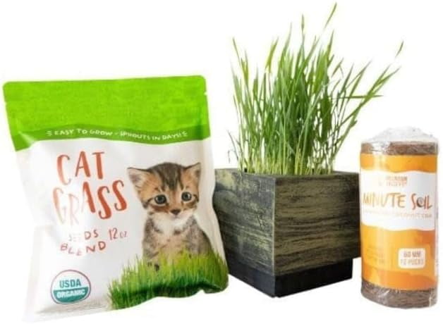 Deluxe Organic Cat Grass Kit W/Aged Wood Planter – Wheatgrass, Barley ...