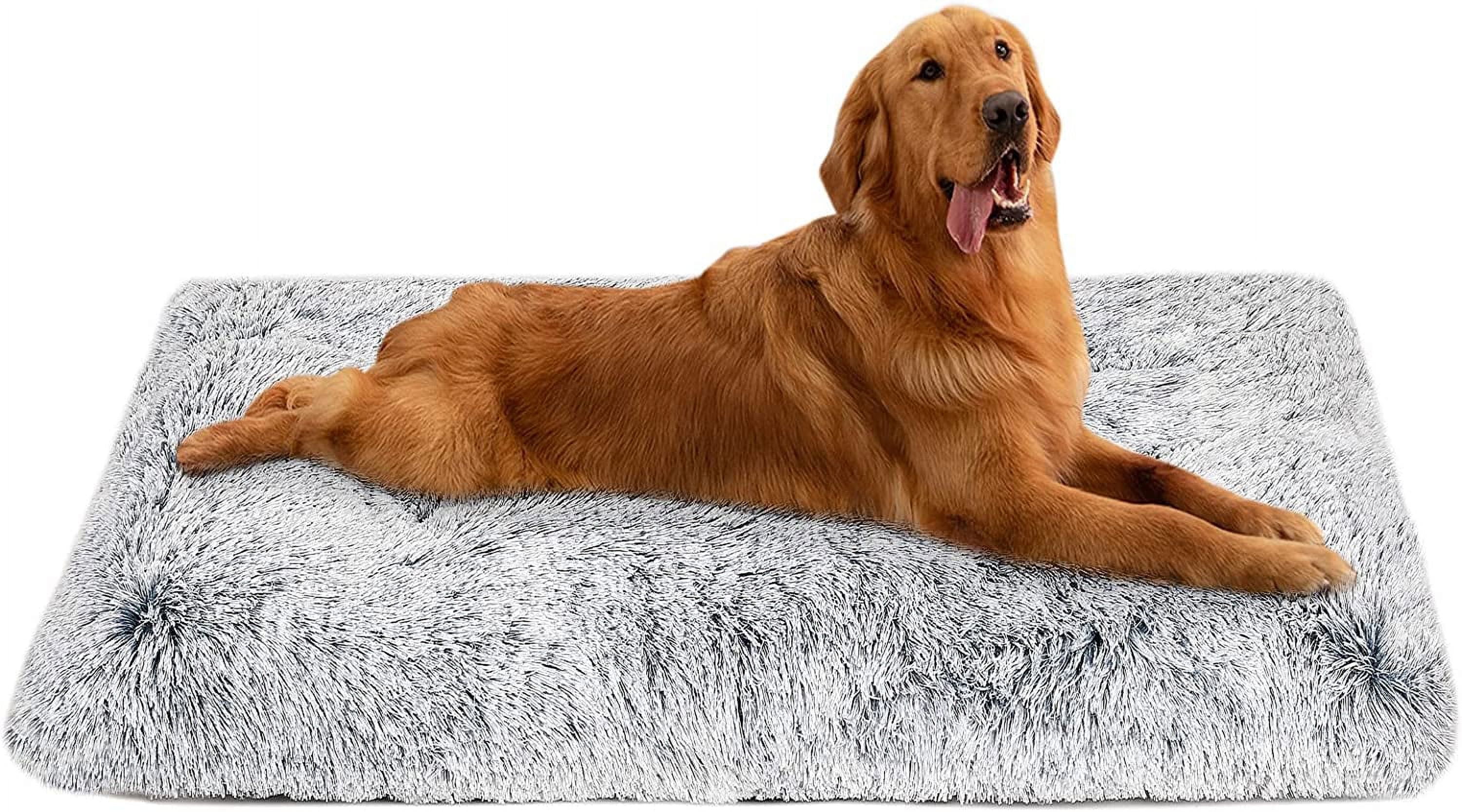 Wet mutt beds cheap