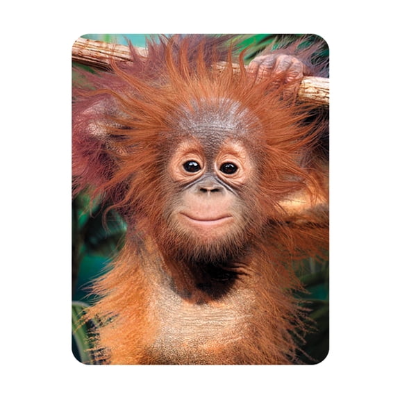 3D LiveLife Magnet - Baby Orangutan from Deluxebase. Lenticular Wild Animal Refrigerator Magnet. Decorative 3D Orangutan Flat Magnets. Cute Small Magnets for Fridge, Dishwasher and Whiteboard.