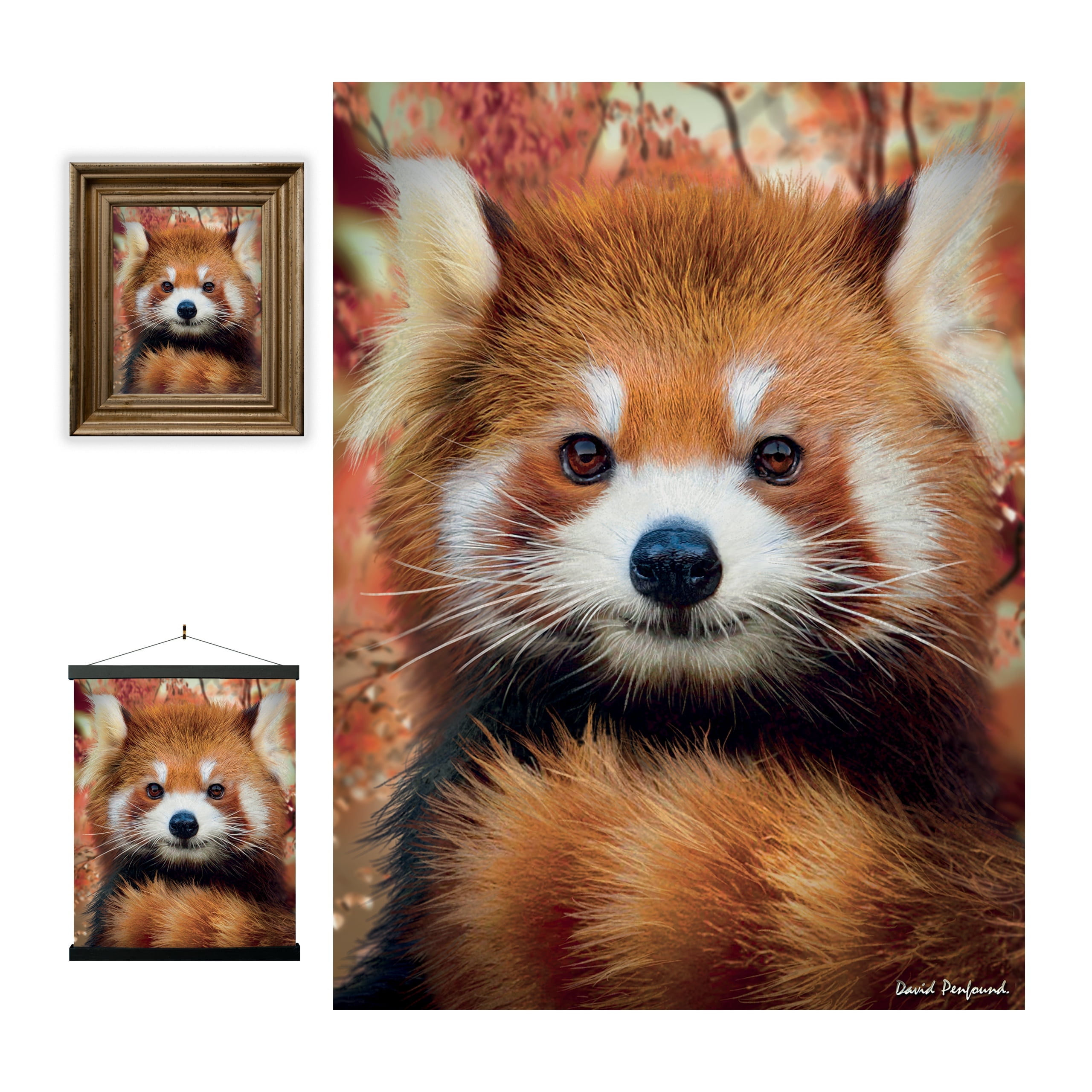 Deluxebase 3D LiveLife Lenticular Wall Art – Baby Red Panda – Unframed ...
