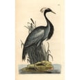 thumbnail image 1 of Demoiselle Crane, Anthropoides Virgo Poster Print By ® Florilegius Mary Evans (24 X 36), 1 of 3