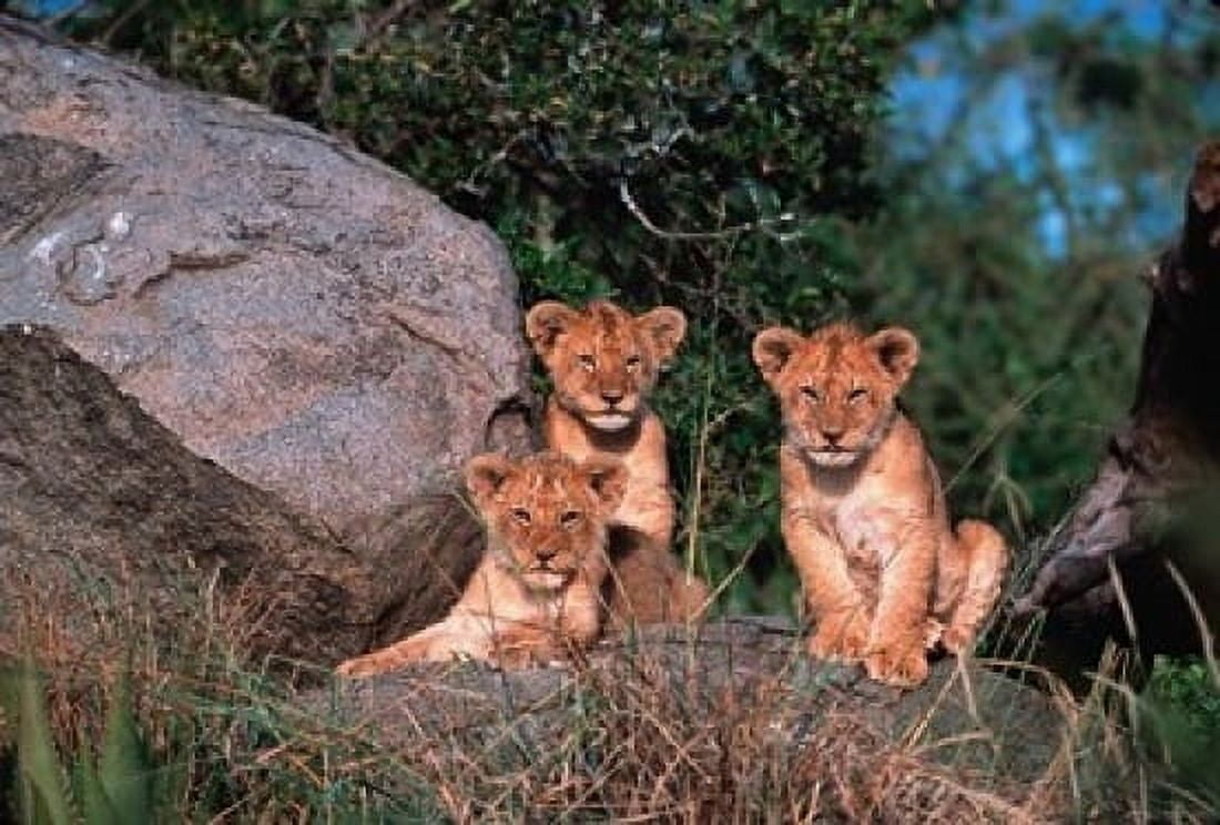 Den of Lion Cubs Serengeti Tanzania Canvas Art - Dee Ann Pederson DanitaDelimont (19 x 12)
