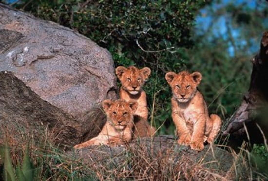 Den of Lion Cubs Serengeti Tanzania Canvas Art - Dee Ann Pederson DanitaDelimont (38 x 26)
