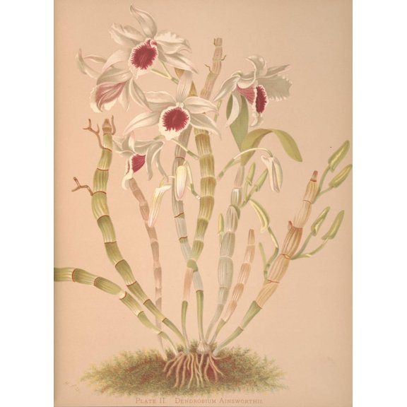 Dendrobium Ainsworthii Canvas Art - HS Miner (18 x 24)