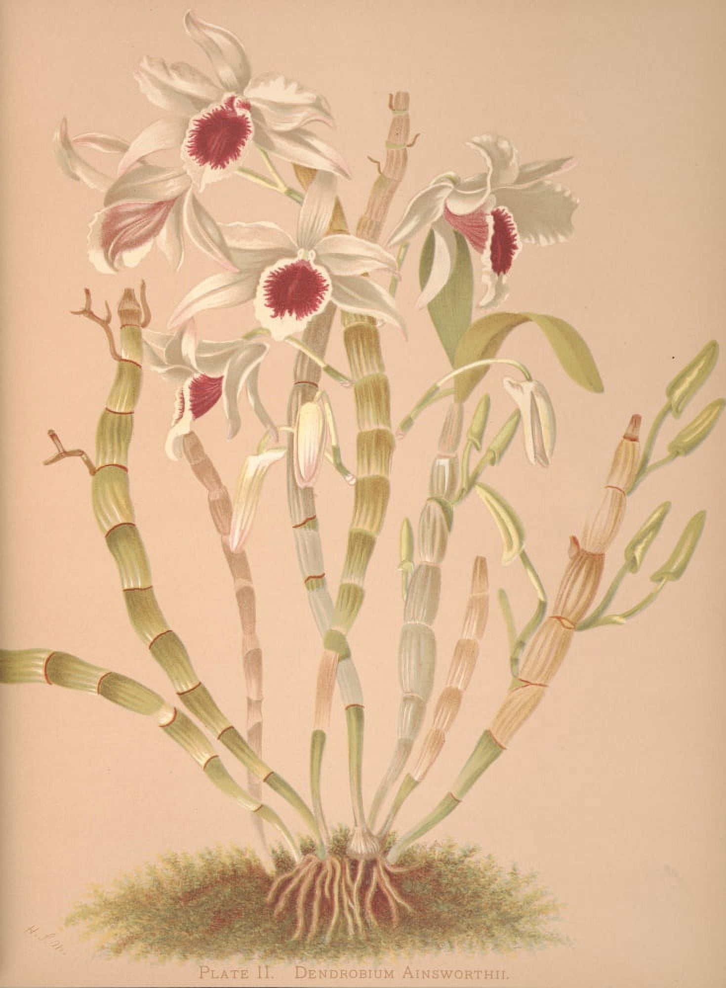 Dendrobium Ainsworthii Canvas Art - HS Miner (24 x 36)