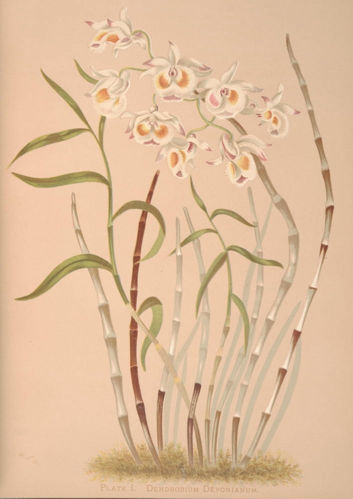 Dendrobium Devonianum Canvas Art - HS Miner (18 x 24)