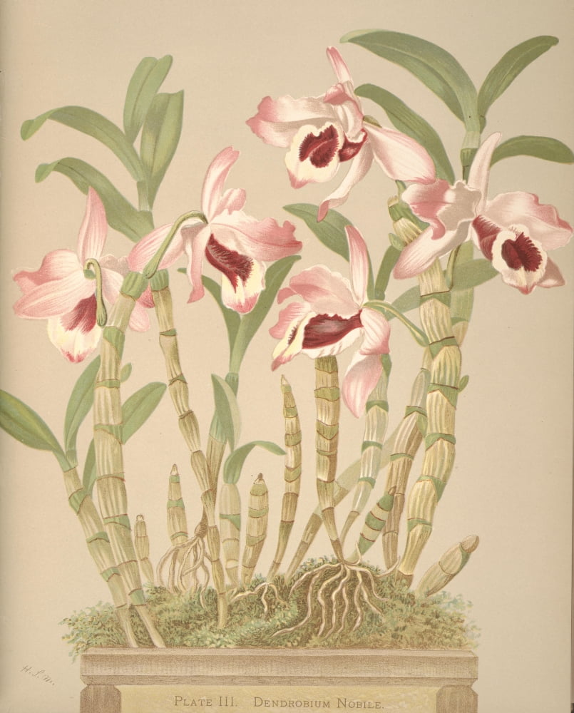 Dendrobium Nobile Canvas Art - HS Miner (18 x 24)