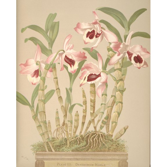 Dendrobium Nobile Canvas Art - HS Miner (24 x 36)