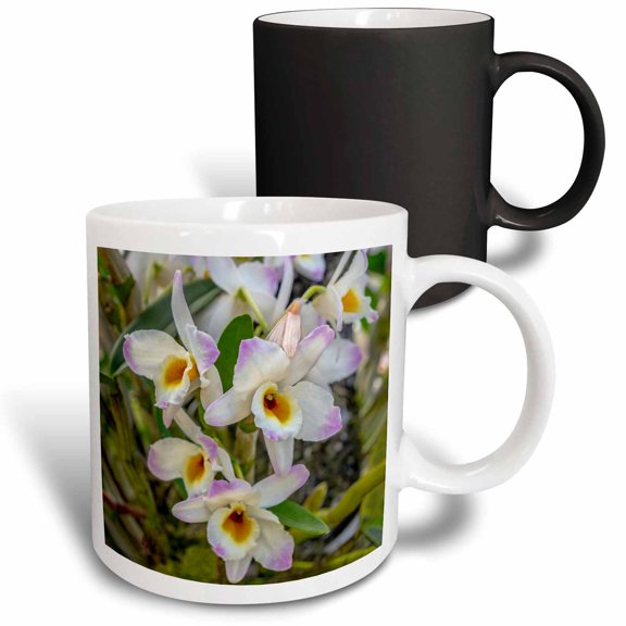 3drose, Dendrobium Orchid, 11oz Magic Transforming Mug